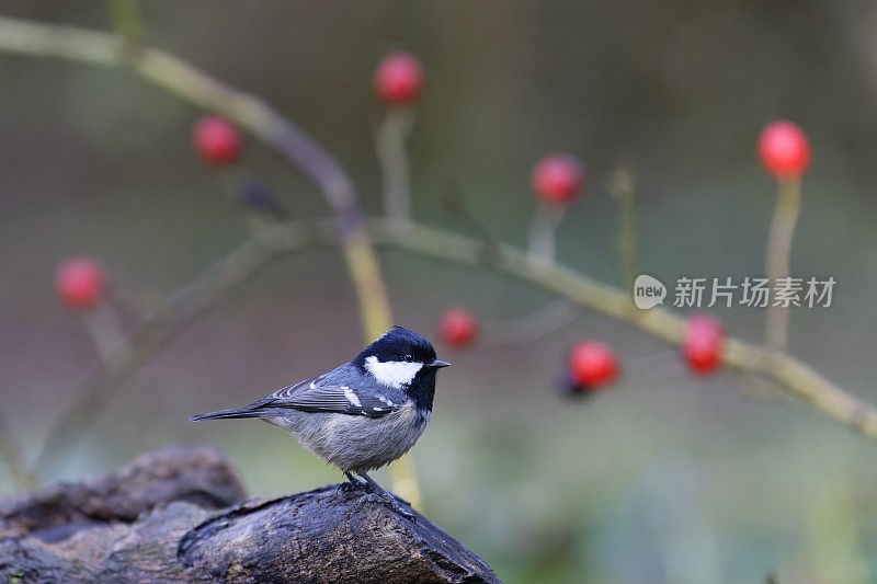 煤山雀(Parus water)